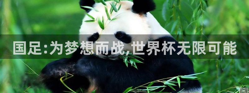 联赛杯直播：国足:为梦想而战,世界杯无限可能